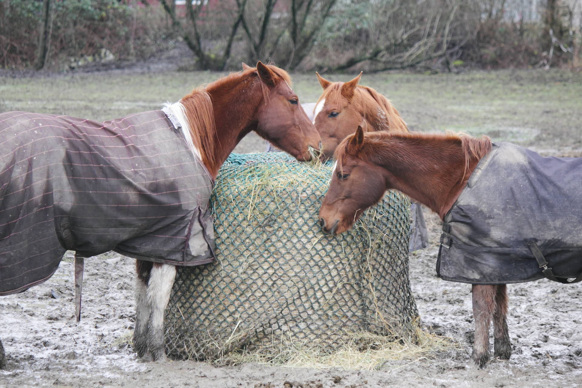Qualitäts Heunetz für Pferde u Tiere HEUSACK MEGA Slow Feeder Futtersparnetz 